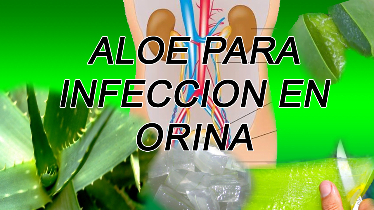 LA SABILA O ALOE PARA INFECCION EN ORINA