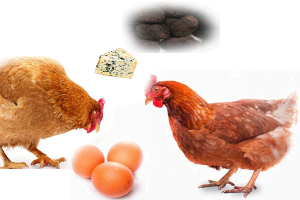 huevos frescos con sabor a trufa y queso