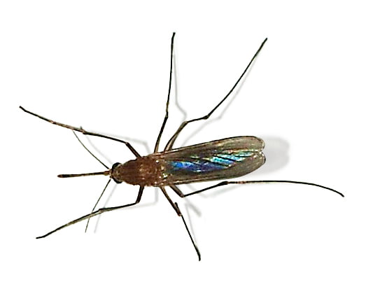 mosquito trasmisor del virus del nilo occidental