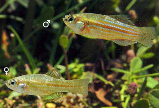 peces para el control de larvas del mosquito trasmisor del virus del Nilo Occidental